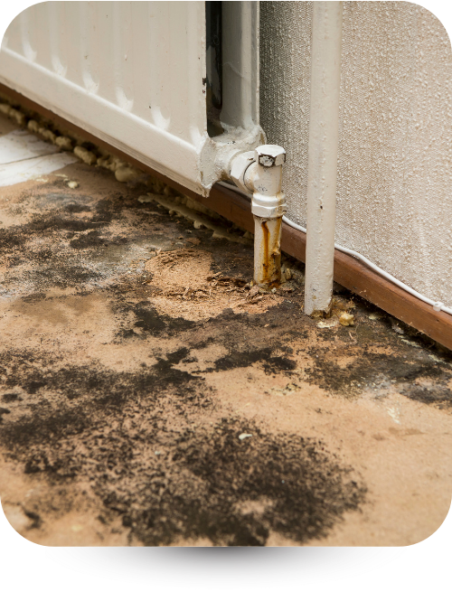 mold in flooring