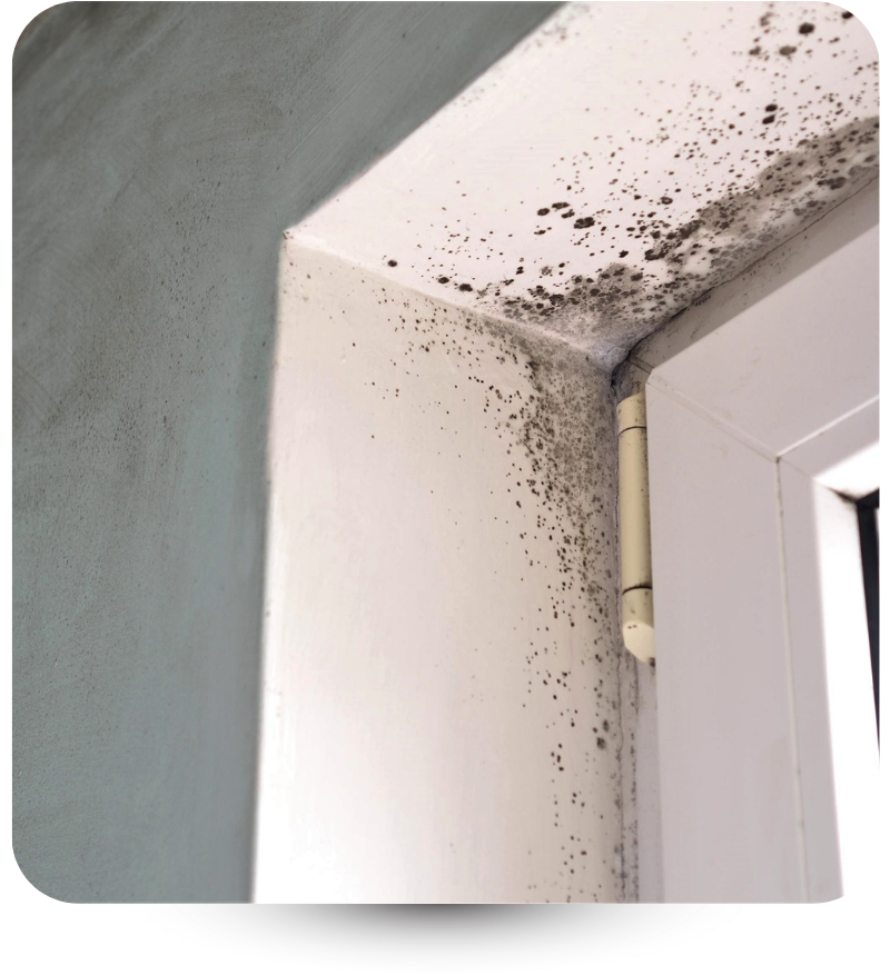 mold around door frame