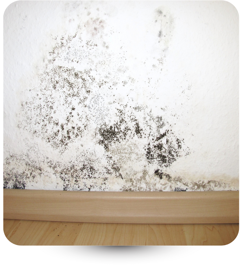 black mold on wall