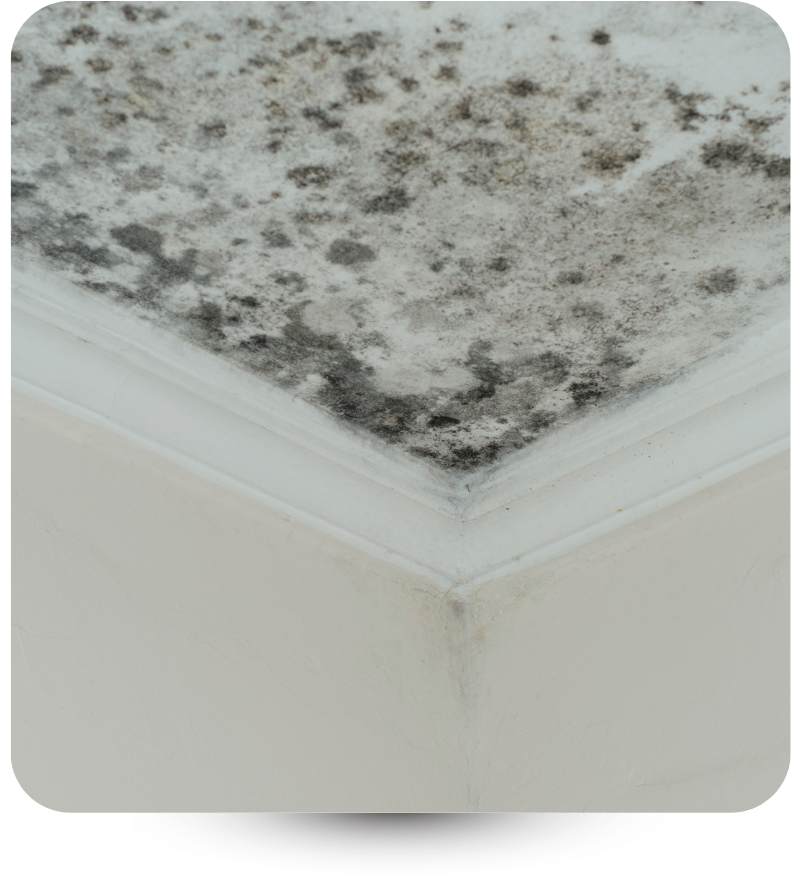 black mold on ceiling